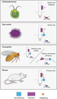 The Intimate Connection Between Lipids and Hedgehog Signaling